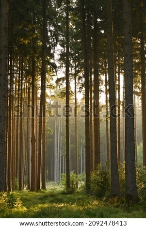 Misty early morning in the forest of Perlacher Forst in Munich with pine trees growing on the moss ground Royalty-Free Stock Photo #2092478413