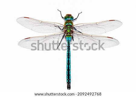 Extreme macro  shots, dragonfly wings detail. isolated on a white background. Royalty-Free Stock Photo #2092492768