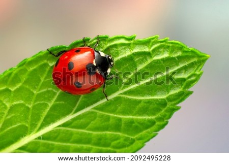 Extreme macro shots, Beautiful ladybug on flower leaf defocused background. Royalty-Free Stock Photo #2092495228