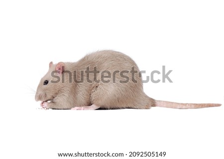 Side view picture of a grey rat eating food
