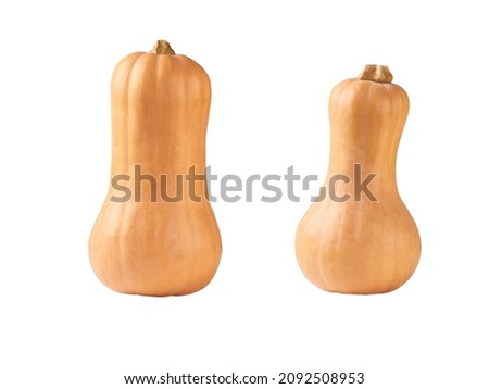 bottle shaped butternut pumpkin isolated on a white background.