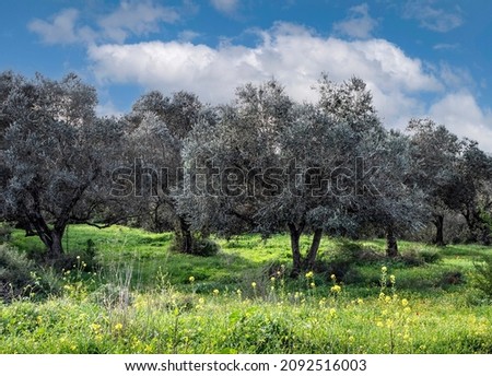 Olive grove on a sunny spring day. Israel