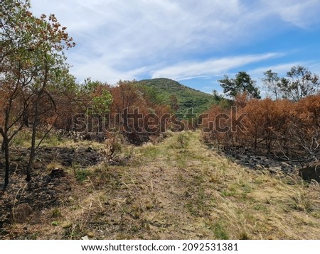outside tree forest dry land