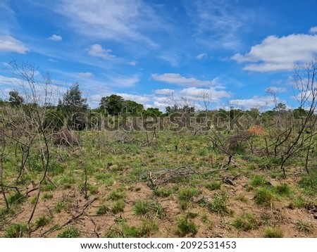 outside tree forest dry land