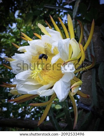 Bee and The Dragon Fruit Flower