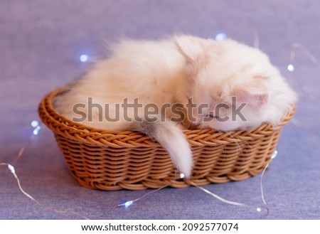 cute fluffy white kitten lies in a basket with Christmas decorations on a color background veri peri 2022. High quality photo