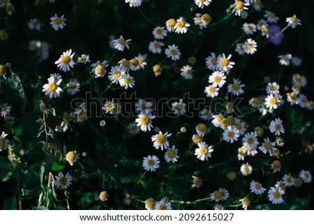 Wildflowers chamomile. Medicinal plants and herbs.