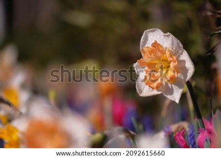 A flower in the middle of a beautiful garden in spring.