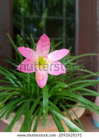 The pink rain lily, is a species of rain lily native to Peru and Colombia. They are widely cultivated as ornamentals and have become naturalized in tropical regions worldwide. 