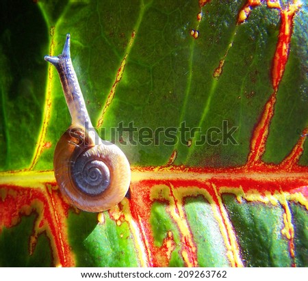 a snail on a colorful leaf done 