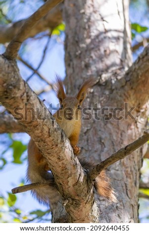 Squirrel peeking out from behind a branch.