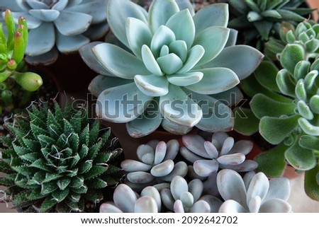 Potted succulent plants. Colorful echeveria plants mix for publication, poster, screensaver, wallpaper, postcard, banner, cover, post. High quality photo