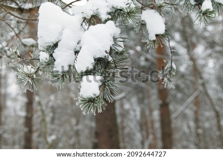 Snow-covered branches and twigs on a defocused background. Selective focus and shallow depth of field. Winter Christmas background with fir branches.