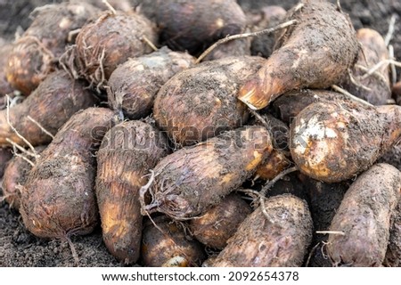 Freshly harvested taro from the field Royalty-Free Stock Photo #2092654378