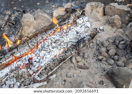 The Baked potatoes and Gray big stones and trunks for a bonfire are in a fireplace in the forest