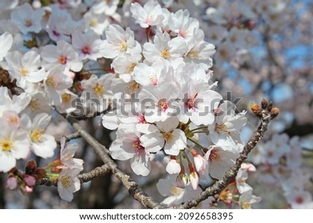 ”Somei Yoshino” cherry tree in Japan. Royalty-Free Stock Photo #2092658395