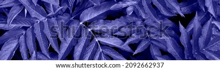 Banner Very Peri. Leaves in the trendy color of the year 2022 Very Peri. Color of the year 2022. Background for designers. Selective focus