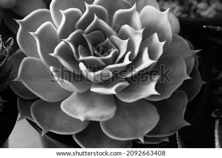 Black and white succulent rosette, top view. Large echeveria flower in pot for poster, calendar, post, screensaver, wallpaper, card, banner, cover, copy space for your design or text. Photo