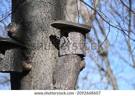 the nests excavated from the trunk of the tree are attached to the cut branches of the tree