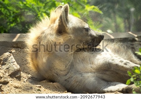 the spotted hyena is laying on the ground