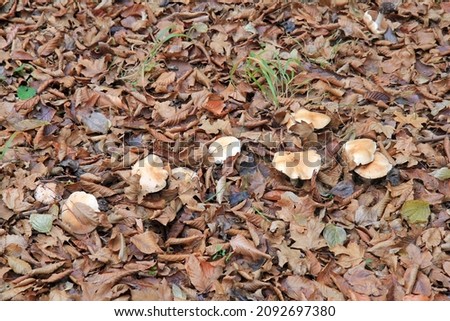 Mushrooms and fallen leaves in the autumn forest
