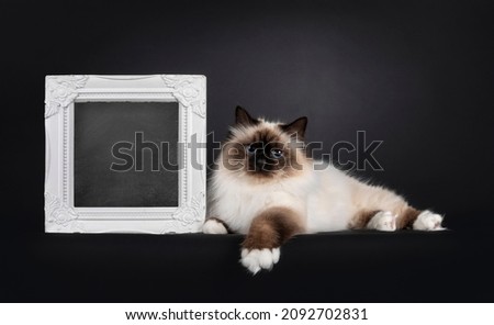 Beautiful seal point Sacred Birman cat, laying down beside with blackboard filled picture frame. Looking towards camera with blue eyes. Isolated on a black background.