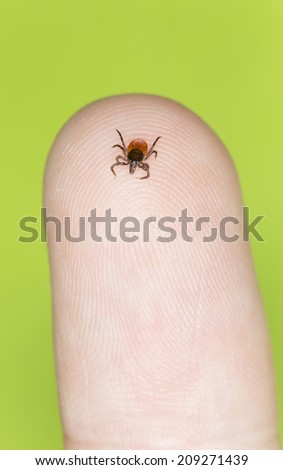 Castor bean tick, Ixodes ricinus crawling on human finger Royalty-Free Stock Photo #209271439