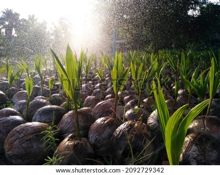 Method of cultivating coconut trees. Coconut saplings. Royalty-Free Stock Photo #2092729342