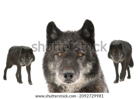 black canadian wolves  isolated on white background
