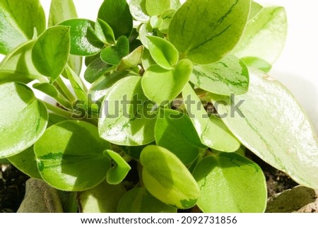 peperomia orba pixie lime succulent type of plant. houseplant collection Royalty-Free Stock Photo #2092731856