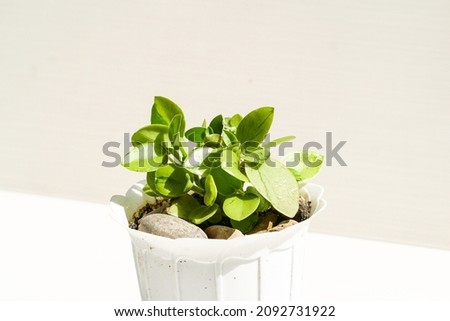 peperomia orba pixie lime succulent type of plant in a white pot. houseplant collection Royalty-Free Stock Photo #2092731922