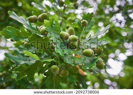 Detailed, close up picture on the stick of oak tree with bunch of green unriped acorns in the summer day taken in Czech Republic, Europe. Nice example of the wood natural winter food for wild animals.