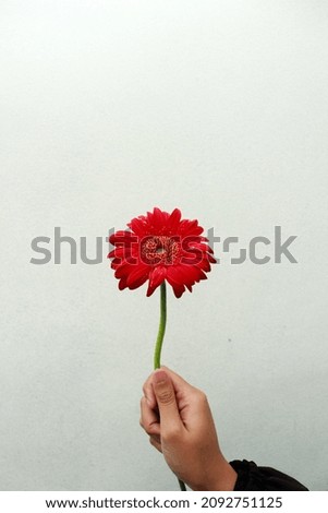 A woman's hand holds a red daisy. Isolated white background, with copy space.
