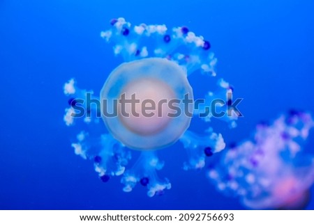 abstract background with bubbles, beautiful photo digital picture