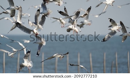 Chaos Of Sea Gulls are flying in sky as a background.                                