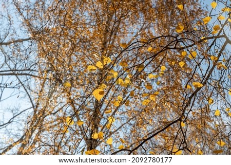 The Group of white birches with yellow fall leaves are on a blue sky background in a park in autumn