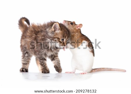 Adorable little tabby kitten with a rat