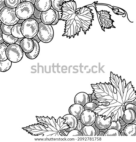 Grape wine, grapes and vines - vector engraved illustration. Vintage bunch of grapes Royalty-Free Stock Photo #2092781758
