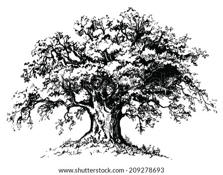 Vector old tree. Isolated black silhouette on white background