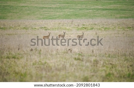 A three strong herd of Wild Roe Deer (Capreolus capreolus) on Salisbury Plain. Mother, son and daughter together looking at the photographer