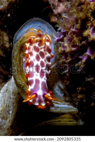 Hypselodoris iacula is a species of colourful sea slug or dorid nudibranch, a marine gastropod mollusk in the family Chromodorididae. Royalty-Free Stock Photo #2092805335