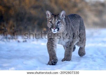 American cougar running in a meadow over white snow. Royalty-Free Stock Photo #2092807330