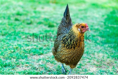 An Ameraucana hen chicken on green grass. Royalty-Free Stock Photo #2092837474