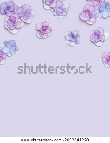 Natural Hydrangea flower, minimal floral style Very Peri colored. Monochrome image with fresh flowers, background with copy space. Spring holiday concept, for Mothers day, 8 March, Womens day.