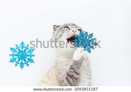 Grumpy ragdoll cat with blue background with snow. Space for your text.
