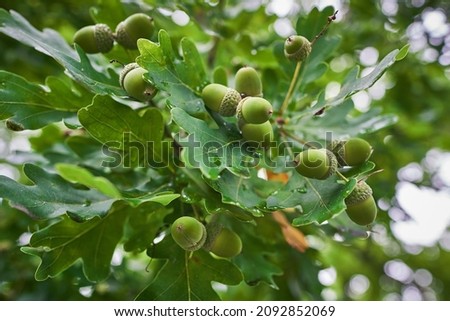 Close up pictures of the bunch of fresh unriped green acorns on the twigs of oak tree with leaves. Picture is taken in Czech republic during summer time.	
