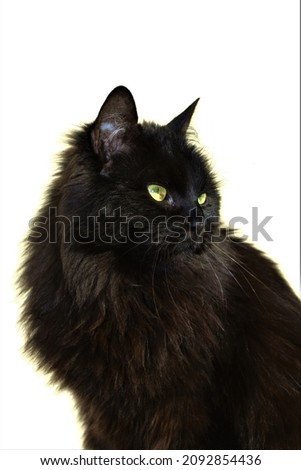 Devilish black cat in the street