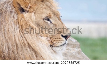 Lion, african lion, lion male, african nature