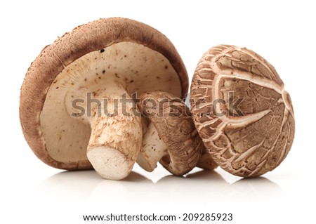 Shiitake mushroom on the White background  Royalty-Free Stock Photo #209285923