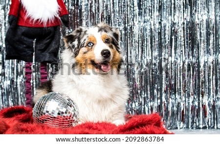dog australian shepherd at the sparkly christmas party
